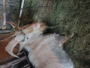 Țap Saanen tânăr (2 ani), exemplar deosebit  - imagine 3