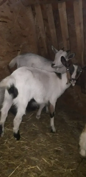 Vănd 2 iede si 1 țăpic