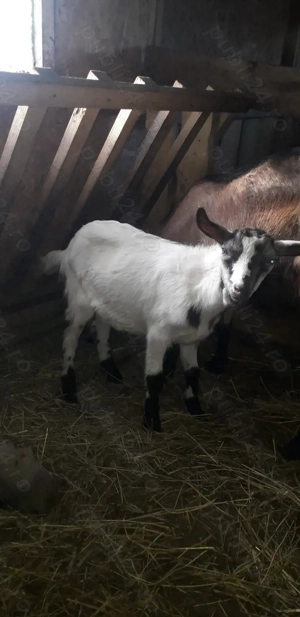 Vănd 2 iede si 1 țăpic - imagine 5