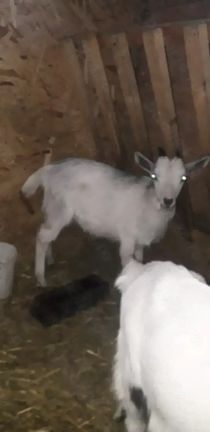 Vănd 2 iede si 1 țăpic - imagine 2