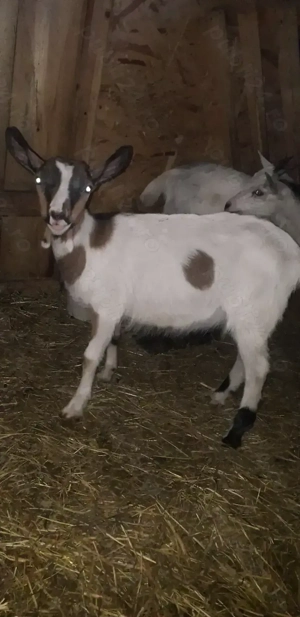 Vănd 2 iede si 1 țăpic - imagine 3