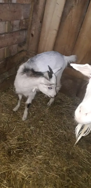 Vănd 2 iede si 1 țăpic - imagine 4