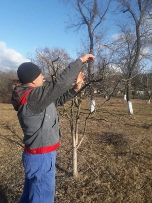Toaletez pomi si viță de vie!