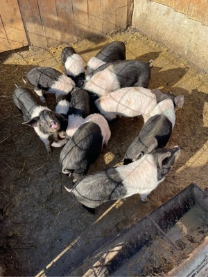 Purcei Bazna - imagine 5