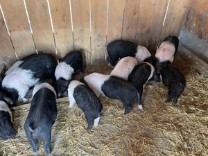 Purcei Bazna - imagine 3