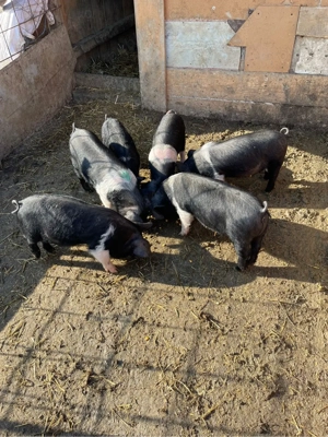 Purcei Bazna - imagine 2