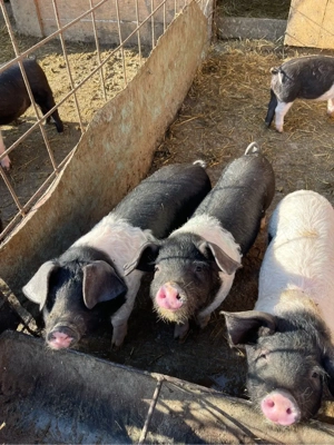 Purcei Bazna - imagine 4