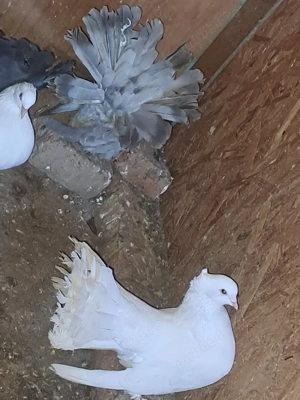 Porumbei de vânzare - imagine 2