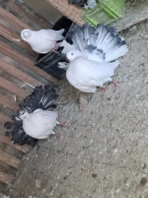 Porumbei de vânzare - imagine 5