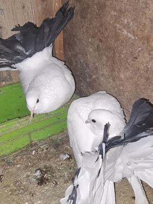 Porumbei de vânzare - imagine 4