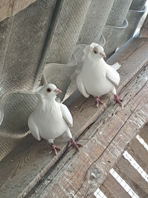 Porumbei de vânzare