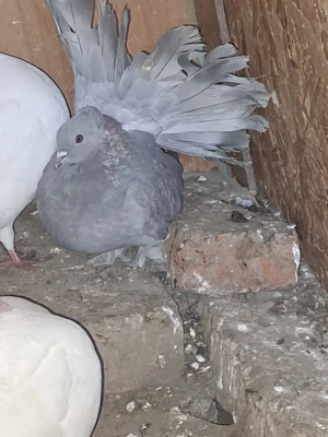 Porumbei de vânzare - imagine 3