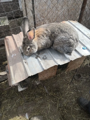 Vând iepuri - imagine 4