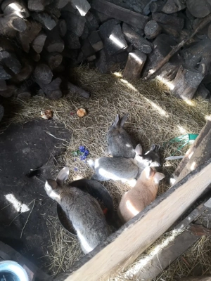 Vând iepuri - imagine 2