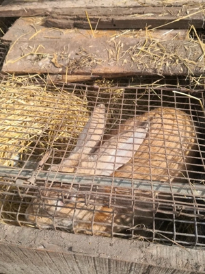 Vând iepuri - imagine 3