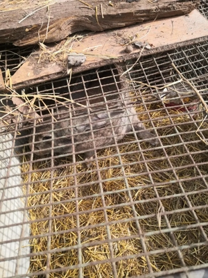 Vând iepuri - imagine 5