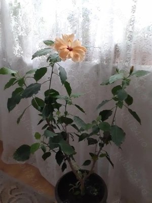 Se vând plante la ghiveci 