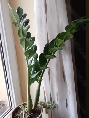 Se vând plante la ghiveci 