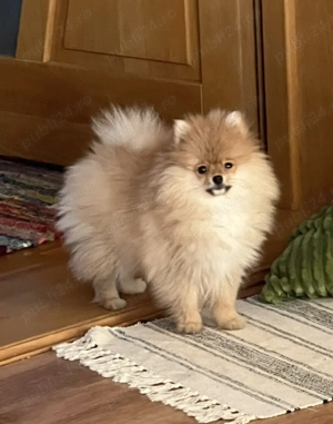Pomeranian b ietel  - imagine 2