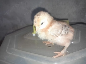Pui de 8 ,9 zile din oua eco. - imagine 5