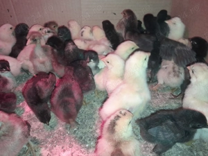 Pui de 8 ,9 zile din oua eco. - imagine 2