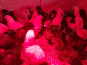 Pui de 8 ,9 zile din oua eco. - imagine 3