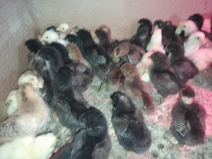 Pui de 8 ,9 zile din oua eco.