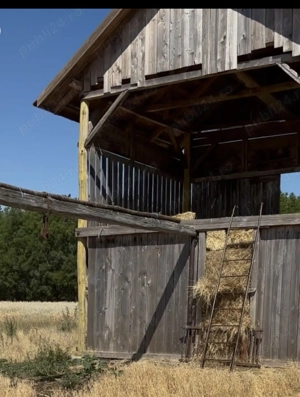 Ferma de vânzare 8 hectare în orașul Pecica jud Arad - imagine 5