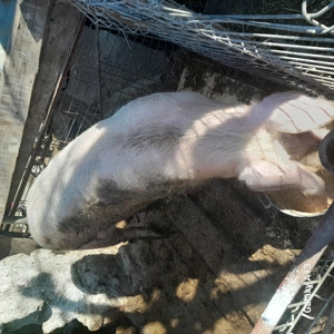 Porc castrat de carne!