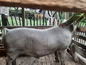 vand porci (scroafe )mari!!!