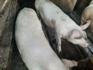 vand porci (scroafe )mari!!! - imagine 3