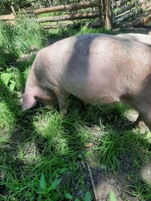 vand porci (scroafe )mari!!! - imagine 2