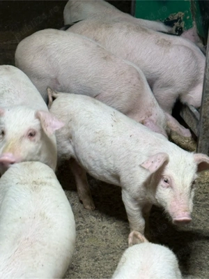 purcei 6-7 săpt - imagine 3