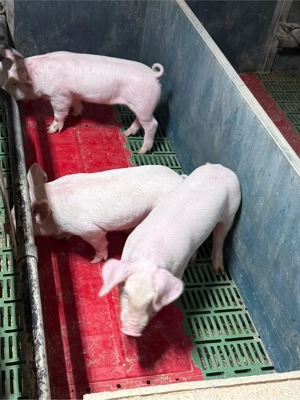 purcei 6-7 săpt - imagine 4