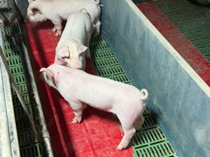 purcei 6-7 săpt - imagine 2