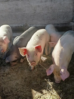 purcei de vînzare  - imagine 2