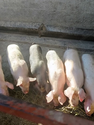 purcei de vînzare  - imagine 3