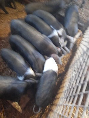 cautam casa noua - imagine 2