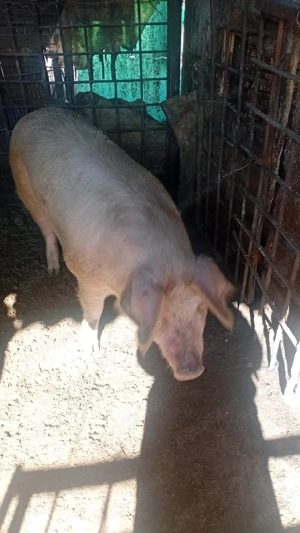 Vand porci - imagine 5