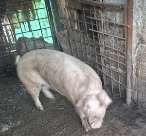 Vand porci - imagine 2