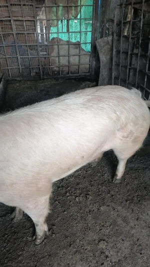 Vand porci - imagine 4