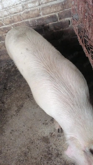 Vand porci - imagine 3