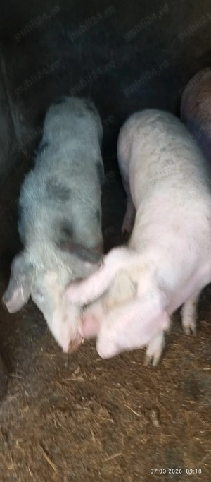 Grasuni de vanzare.pereche - imagine 2