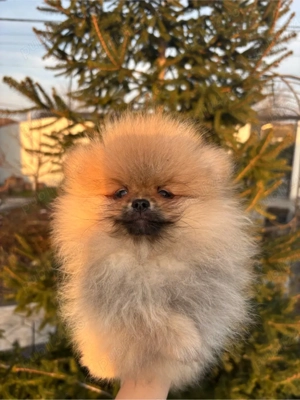 pomeranieni cu pedigree - imagine 2