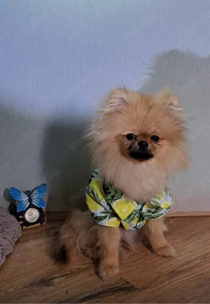 pomeranieni cu pedigree - imagine 3