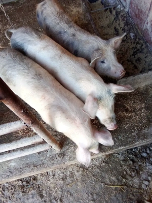 vind doi porci intretinuti cu ceriale sau schimb cu porumb sau griu  - imagine 2