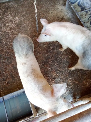 vind doi porci intretinuti cu ceriale sau schimb cu porumb sau griu  - imagine 3