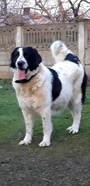 Ciobanesc romanesc de bucovina