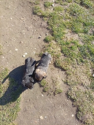 vând o cățelușă cu 2 pui  - imagine 2