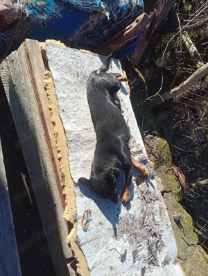 vând o cățelușă cu 2 pui 